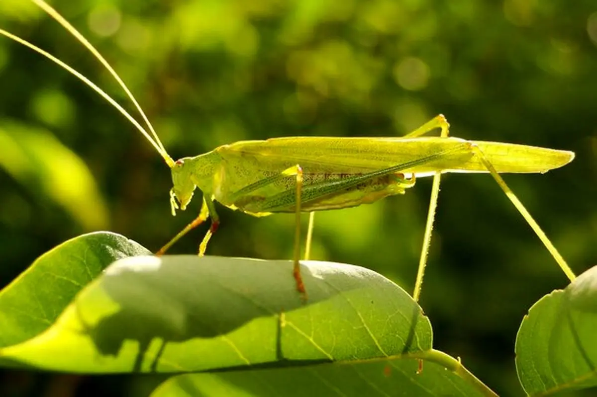 مبارزه با ملخ ها در ۳ شهرستان فارس/ مزارع و باغات خسارتی ندیدند