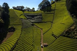 تصویری شگفت انگیز از مزرعه زیبای چای در ژاپن