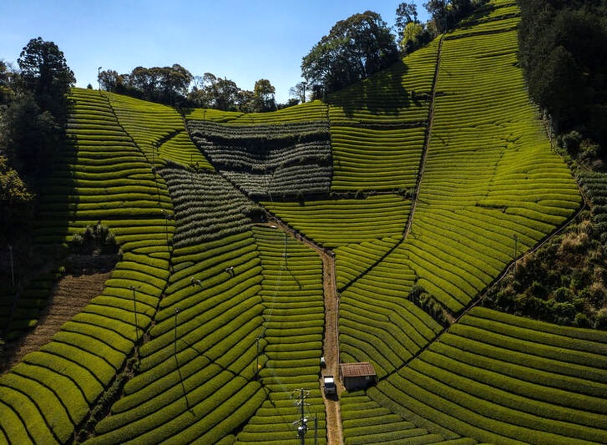 تصویری شگفت انگیز از مزرعه زیبای چای در ژاپن
