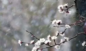 اردیبهشت با دمای صفر درجه می آید/ احتمال بارش برف وسرمازدگی باغات