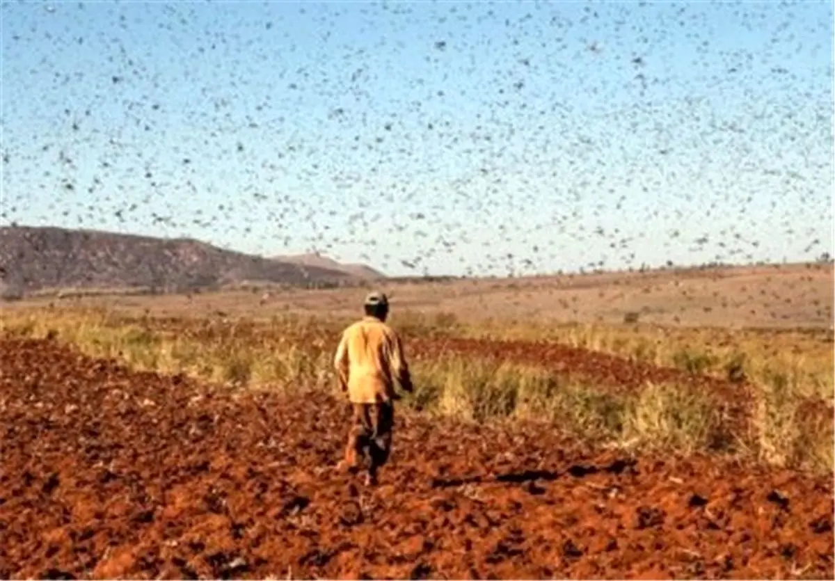 ۱۳ هزار هکتار زمین کشاورزی سیستان و بلوچستان علیه ملخ صحرایی سمپاشی شد