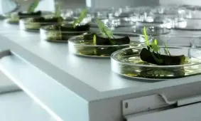 خوراکهای علوفه‌ای متحمل به سرما و خشکی تولید شد