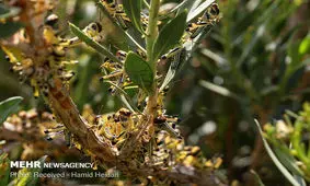 هجوم ملخ های صحرایی به هشتبندی