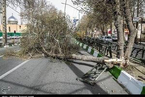 خسارت ۷ میلیارد ریالی وزش شدید باد در اصفهان؛ آغاز سرمازدگی دیررس بهاره در باغات