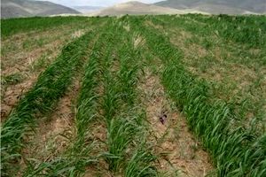 هشدار سازمان جهاد کشاورزی آذربایجان غربی برای کاهش خطر سرمازدگی