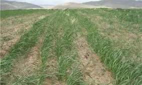 هشدار سازمان جهاد کشاورزی آذربایجان غربی برای کاهش خطر سرمازدگی