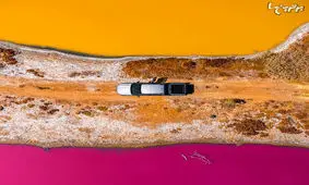 پرندگان دنیا را چگونه می‌بینند؟