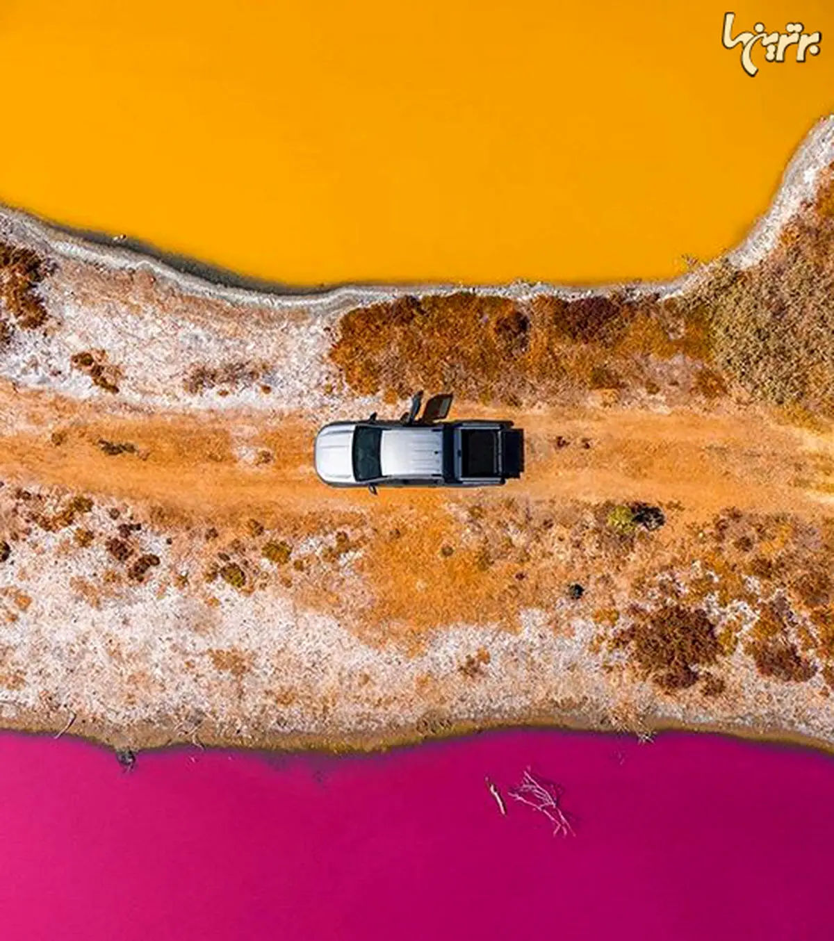 پرندگان دنیا را چگونه می‌بینند؟