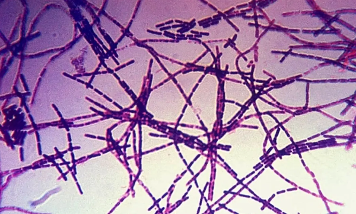 بازگشت بیماری خطرناک همزمان با آب شدن یخ های روسیه!