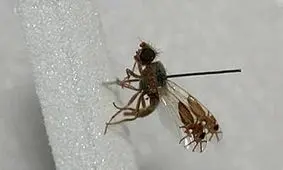 تکامل بسیار عجیب نوعی مگس میوه