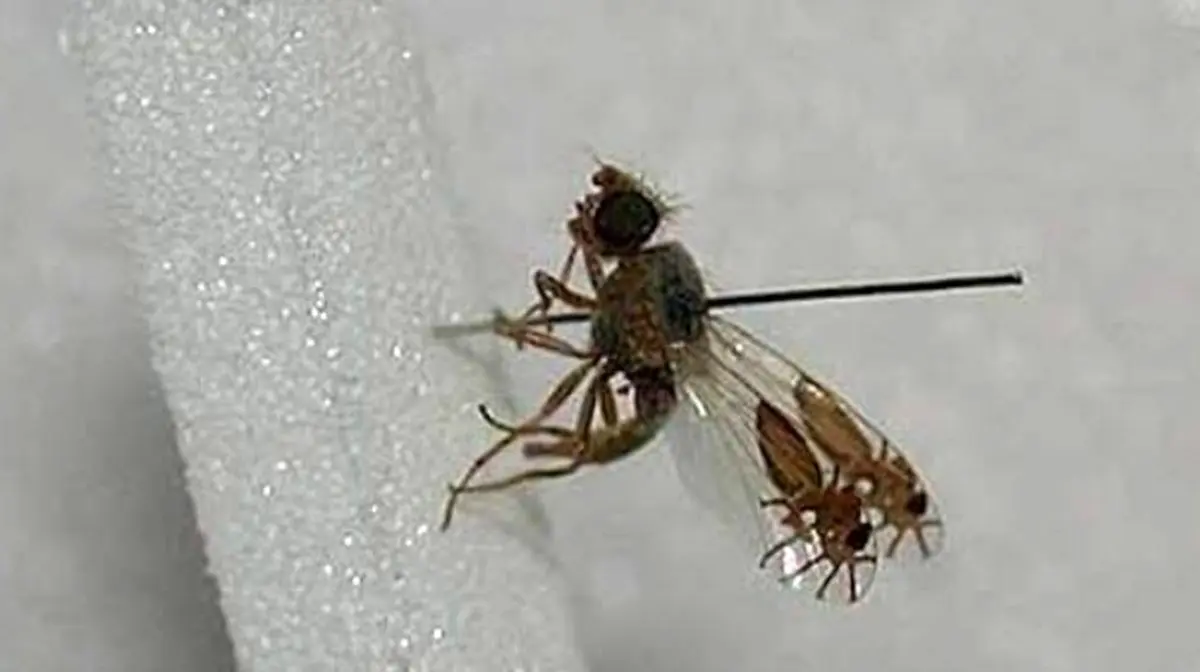 تکامل بسیار عجیب نوعی مگس میوه