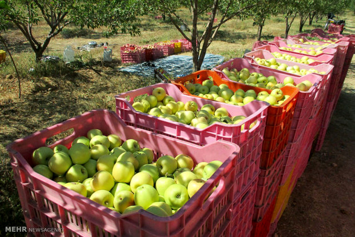 ممنوعیت صادرات سیب درختی و پرتقال لغو شد/ابلاغ تصمیم تازه به گمرک