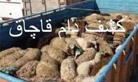 کشف 36 راس دام قاچاق در تفت