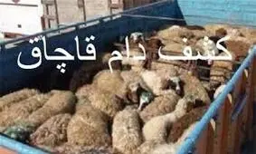 کشف 36 راس دام قاچاق در تفت