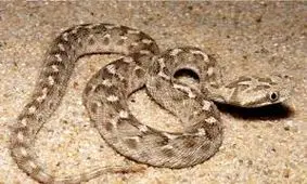 فوت فردی بر اثر مار گزیدگی در جیرفت کرمان