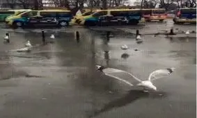 مفت باشه کوفت باشه به روایت تصویر