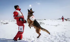 این سگ‌ها ممکن است افسردگی بگیرند!