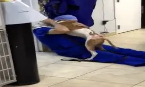 تشکر خالصانه سگ از دامپزشک