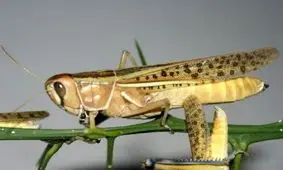 ملخ صحرایی / خطرناک‌ترین آفت مهاجر را بیشتر بشناسید +اینفوگرافیک