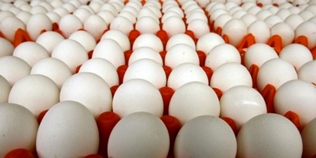 کشف 2 تن و 300 کیلوگرم تخم مرغ احتکار شده در زاهدان