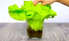 ترفندهای جالب و کاربردی با پوست میوه ها