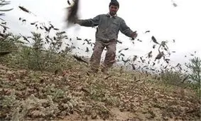 حمله ملخ‌های مهاجر استان کرمانشاه را تهدید نمی‌کند