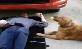 اگه ميخواين تو زندگى تنها نباشيد سگ داشته باشید!