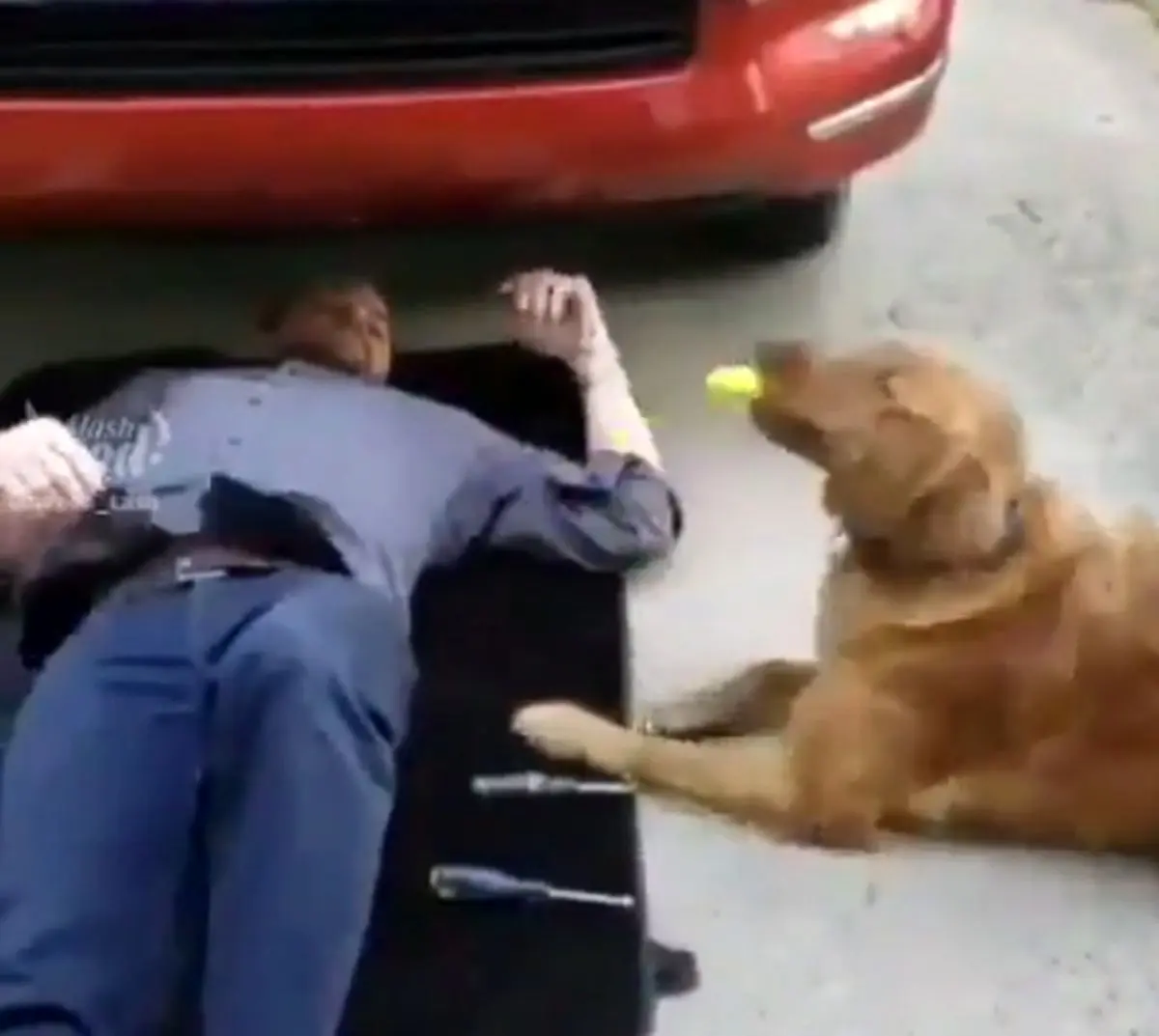 اگه ميخواين تو زندگى تنها نباشيد سگ داشته باشید!