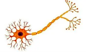 درمان "ام‌ اس" با مولکول‌های مصنوعی!