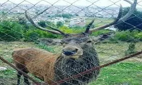 تلف شدن 6 راس مارال در تالش