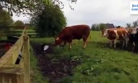 یک تنه همه محل رو حریفه به روایت تصویر