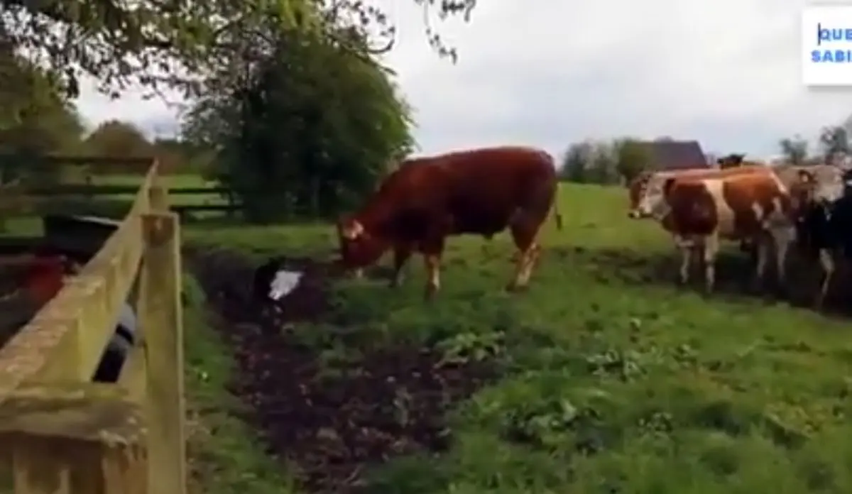 یک تنه همه محل رو حریفه به روایت تصویر