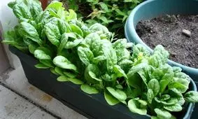 چگونه کاهو را در خانه پرورش دهیم؟