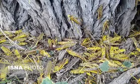 آغاز عملیات مبارزه با ملخ‌های مهاجر در مراتع آق‌قلا