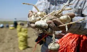 ثبت سیر همدان باید توسط جهاد کشاورزی پیگیری شود
