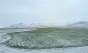 خودنمایی برف زمستانی در بهار زنجان به روایت تصویر