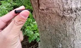 ماجرای مردی که خودش را وقف درآوردن میخ از تنه زخمی درختان کرده است+ویدئو