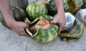 هندوانه های تریاکی به مقصد نرسید