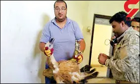 دستگیری یک پرنده به جرم جاسوسی