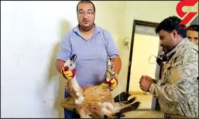 دستگیری یک پرنده به جرم جاسوسی