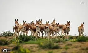 تصویری زیبا از گونه نادر گورخر ایرانی