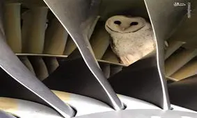 تصاویر دیدنی از پنهان شدن یک جغد در موتور هواپیما