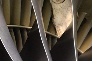 تصاویر دیدنی از پنهان شدن یک جغد در موتور هواپیما