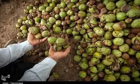 همدان| طلای سبز، تویسرکان را جهانی می‌کند