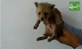 یک قلاده توله گرگ در باغملک به طبیعت بازگشت