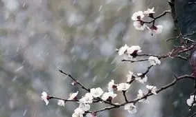 سرمای شدید در زنجان محصولات کشاورزی را تهدید می کند