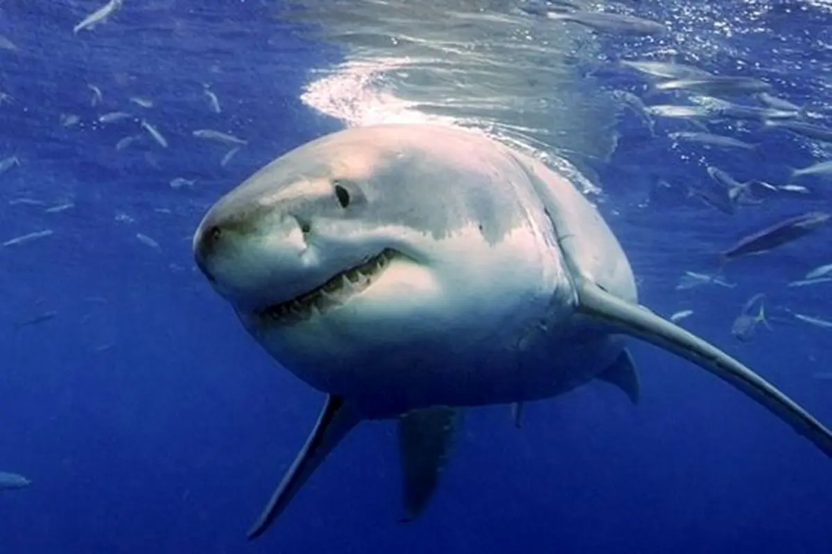 لحظه بلعیده شدن کوسه توسط کوسه دیگر! +عکس