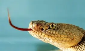 هجوم مارهای سمی به مناطق سیل زده سیستان یک مصدوم برجای گذاشت