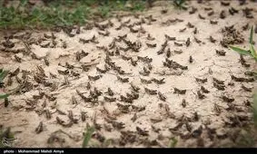 ملخ‌های جنوب به خراسان رضوی می‌رسند؟