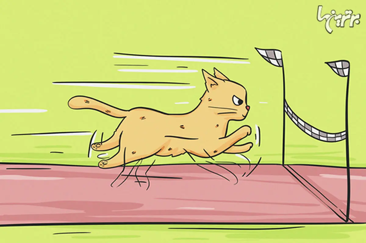 دانستنی‌های جالب درباره گربه‌ها که نمی‌دانستید